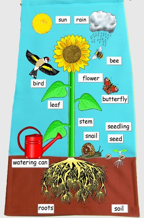 Resource image for Plants Collection (Ks1)